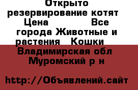 Открыто резервирование котят › Цена ­ 15 000 - Все города Животные и растения » Кошки   . Владимирская обл.,Муромский р-н